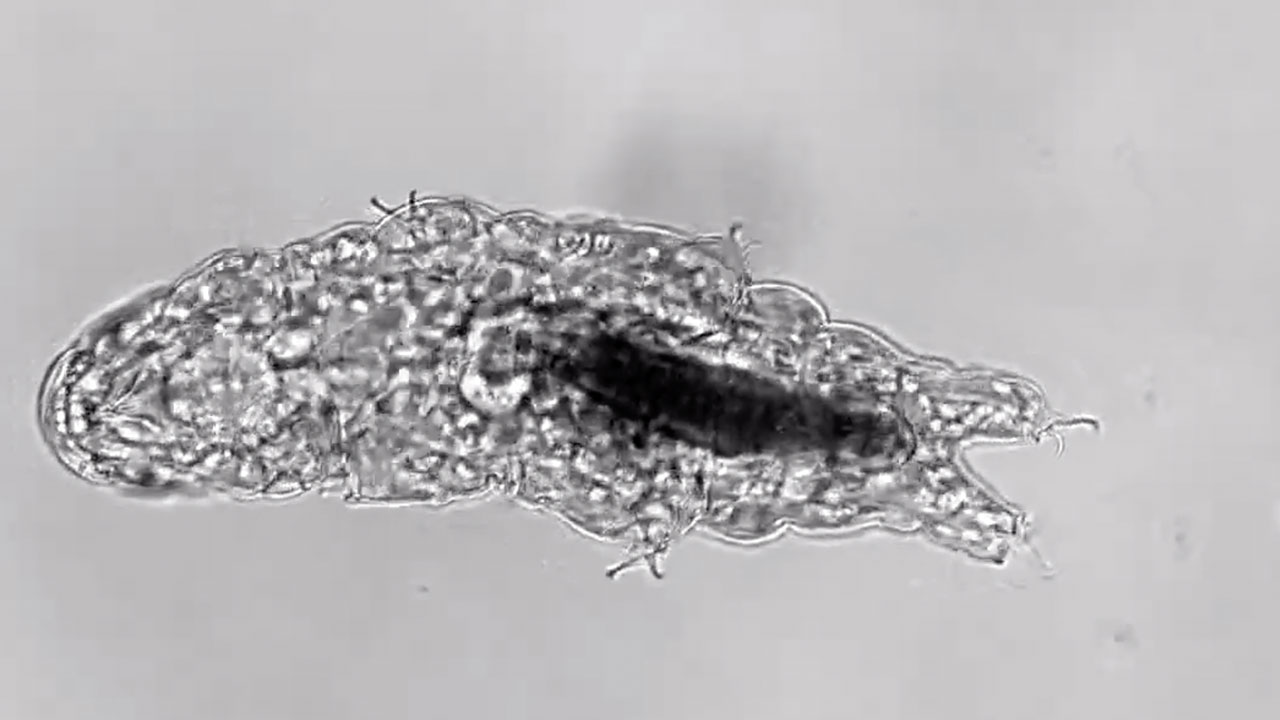 Tardigrade taking a poop