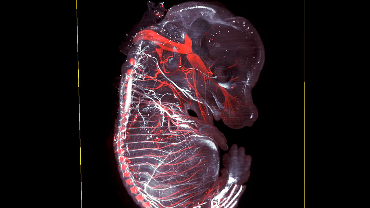 A Voyage Through A Mouse Embryo at 14 days