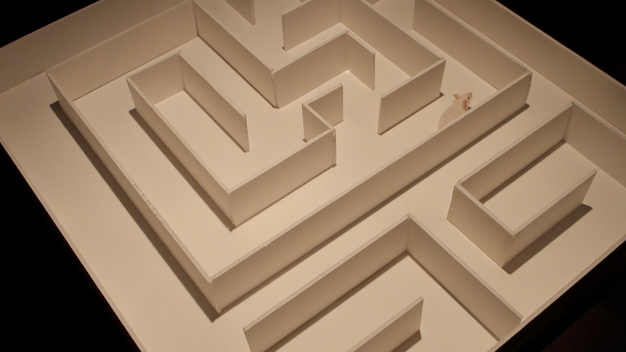 Creative Labyrinth for Lab Mouse