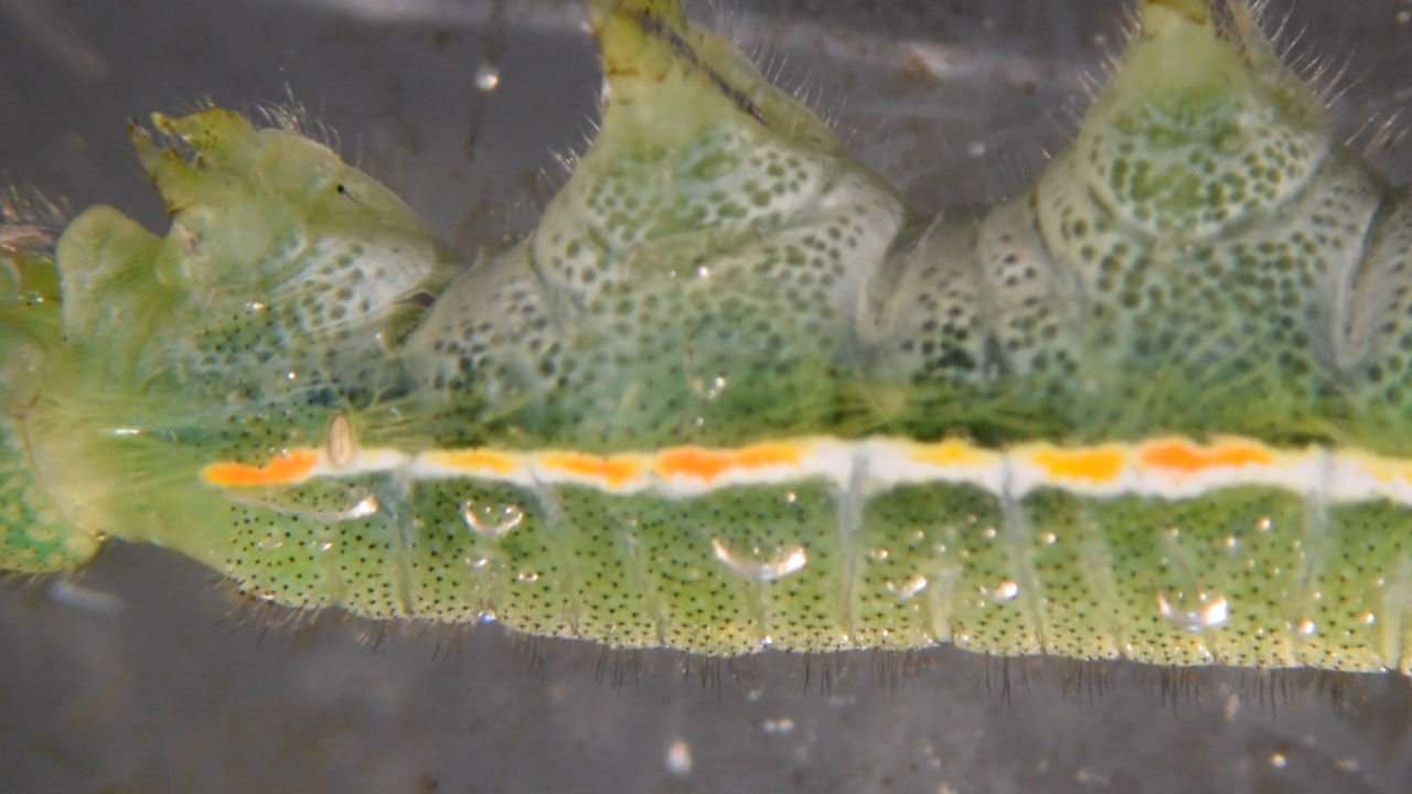 Searching for the Origin of the Butterfly Wing in a Caterpillar