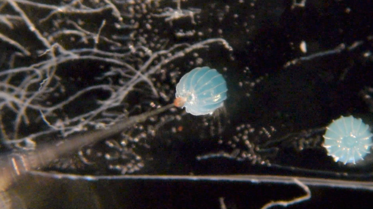 CRISPR Injection in Butterfly Eggs