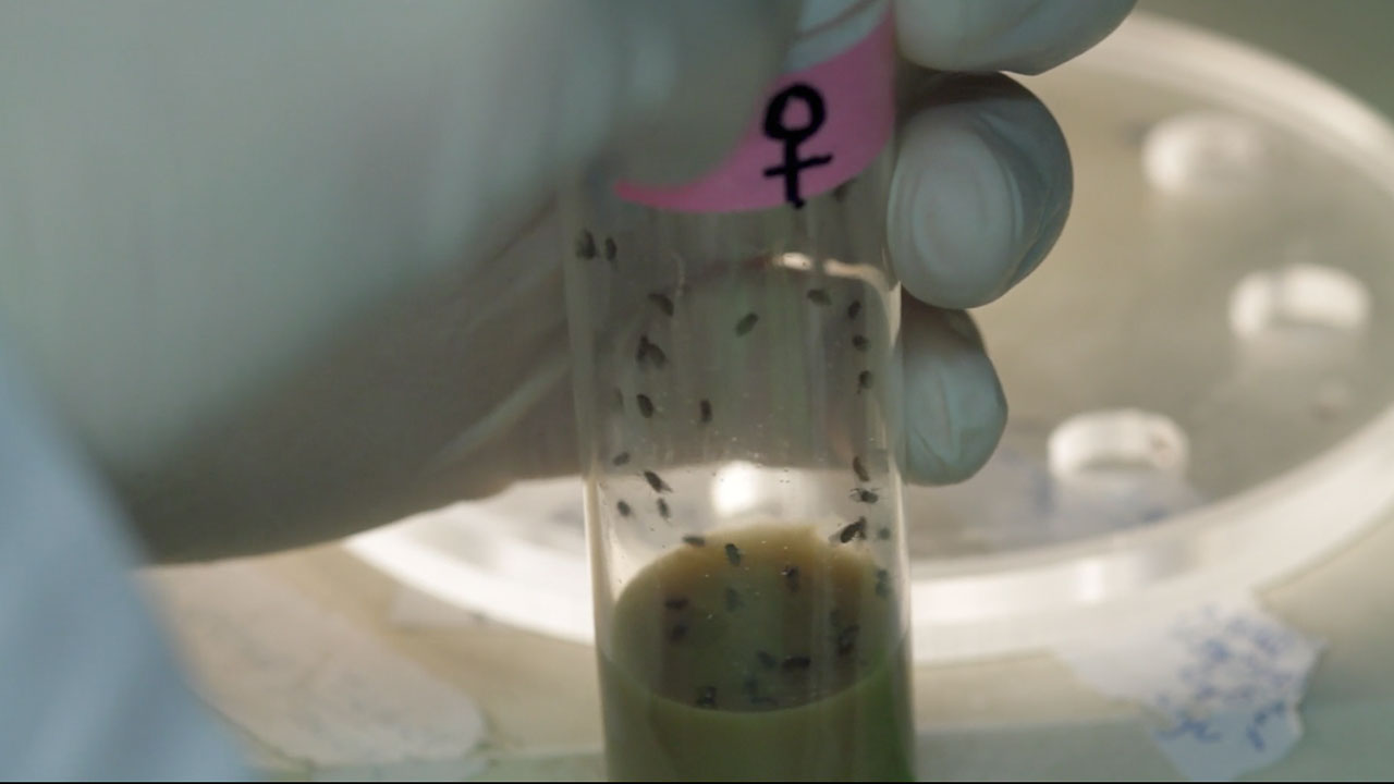 Transferring Female Fruit Flies into the Chamber of a Courtship Mating Wheel