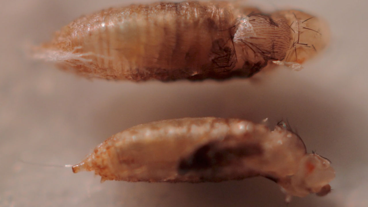 Male and Female Fruit Fly Pupa Eclosion