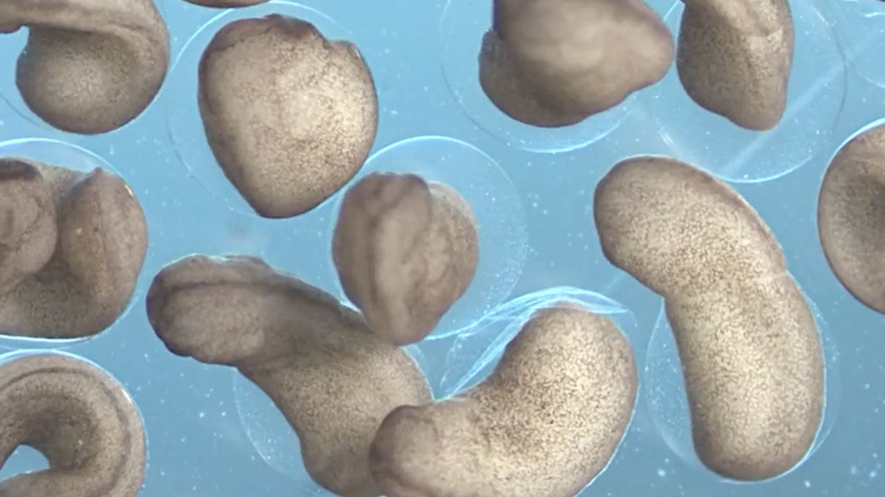 A Frog Egg Becomes a Tadpole