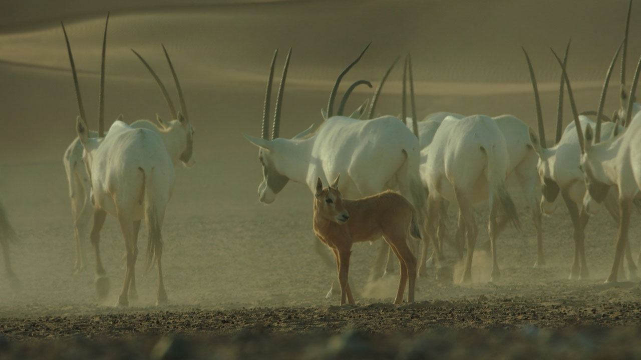 A Baby Oryx with Extended Family in Liwa Desert