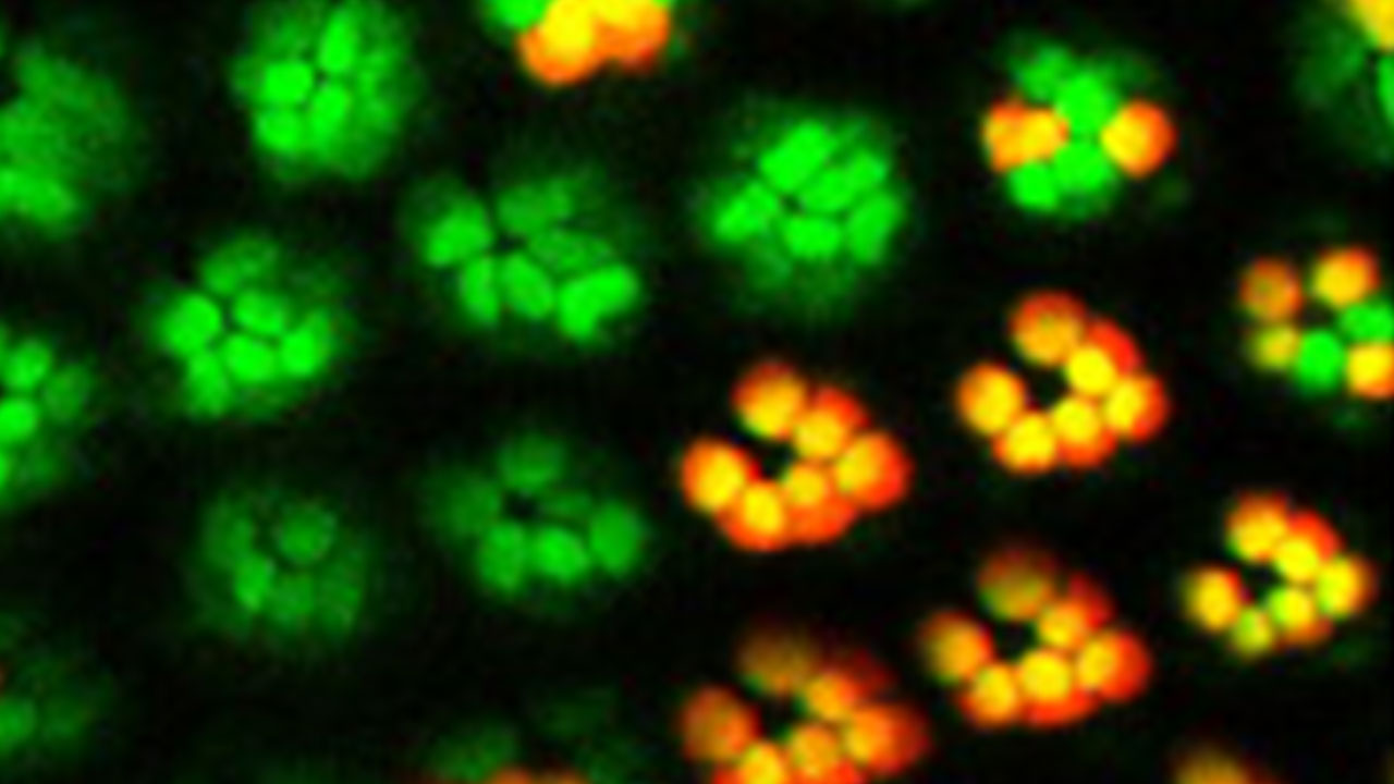 Living Imaging of Two Cell Populations in the Drosophila Eye