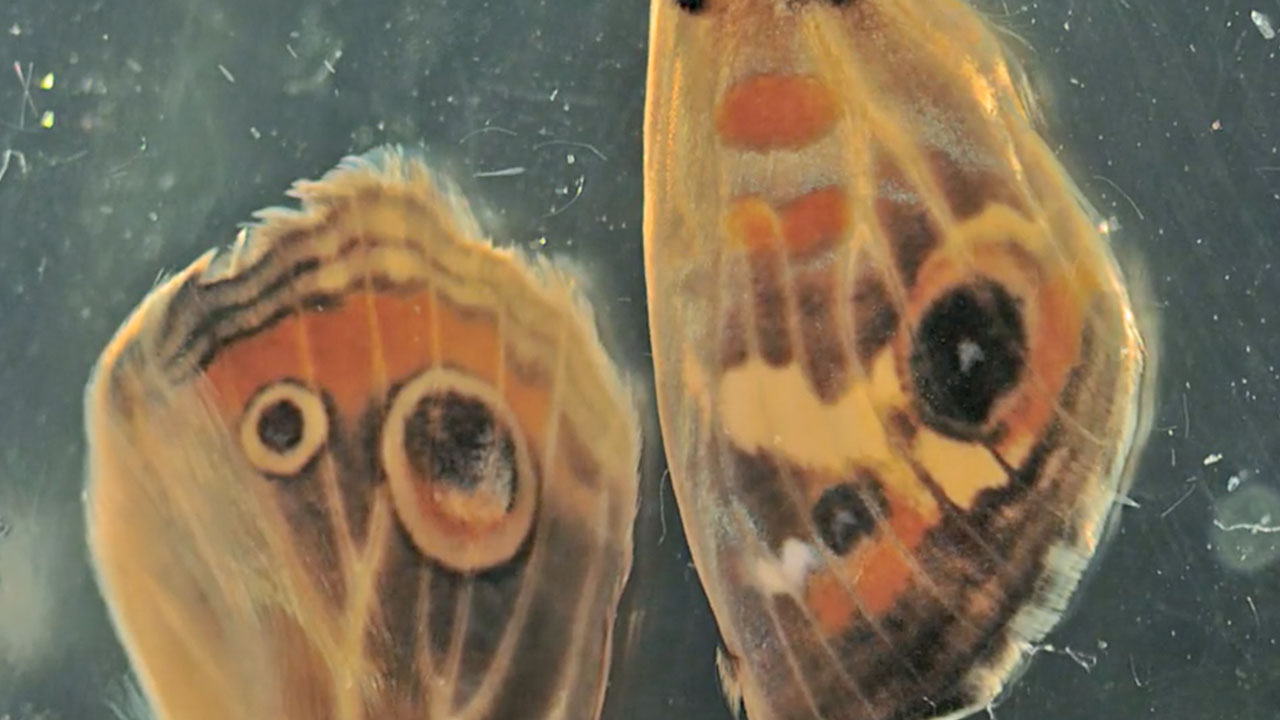 Buckeye Butterfly Wing Developing in Solution