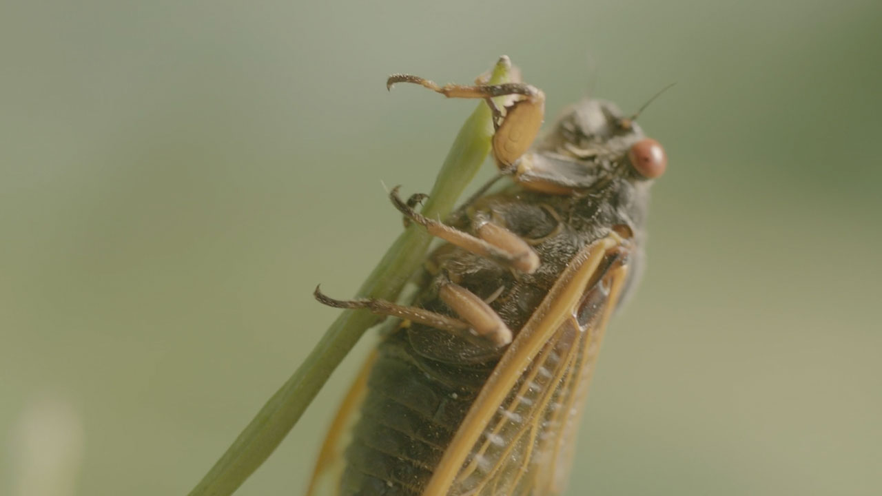 Close-up of a cicada on a blade of grass