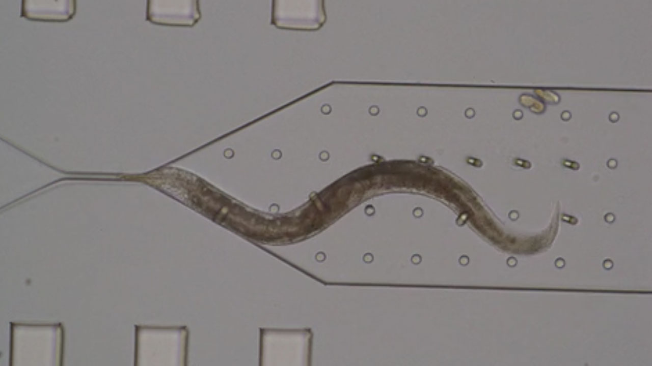 Mechanical Bending of micropillars by C. elegans