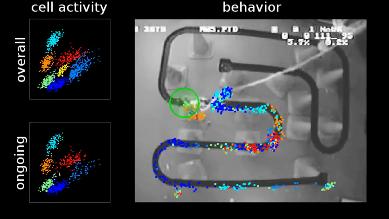 Place cell activity mapped to movement of rat on a track