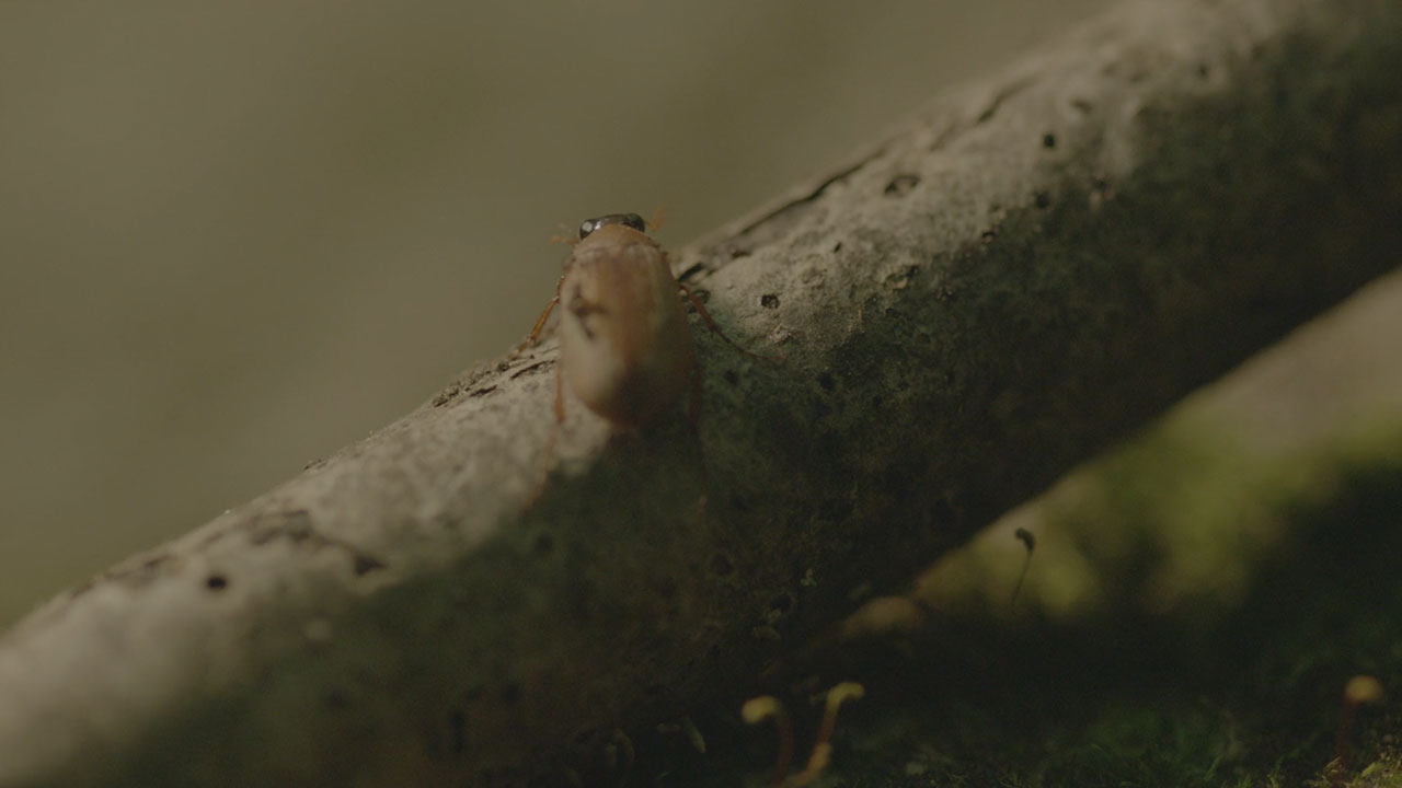 May-bug dancing with a tree branch