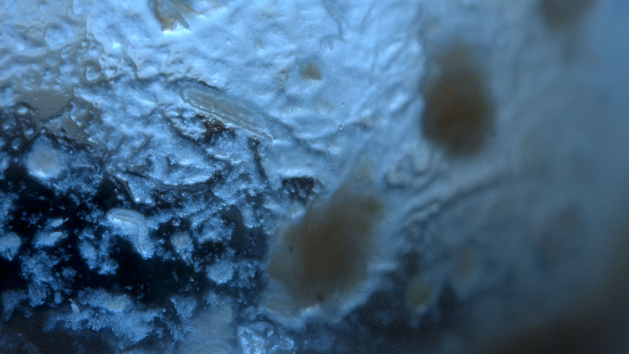 Fruit Fly Larva Eating Cornmeal in a Milk Bottle
