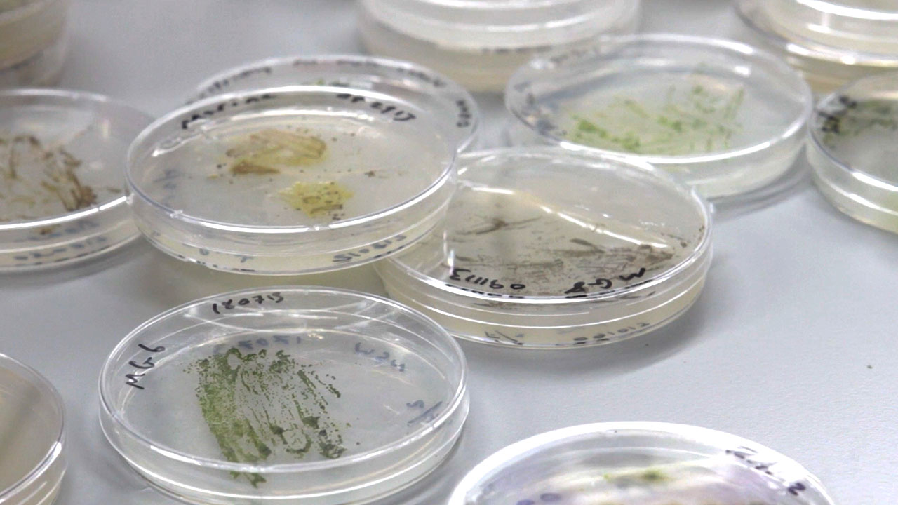 Petri dishes holding algae experiment & falcon tubes