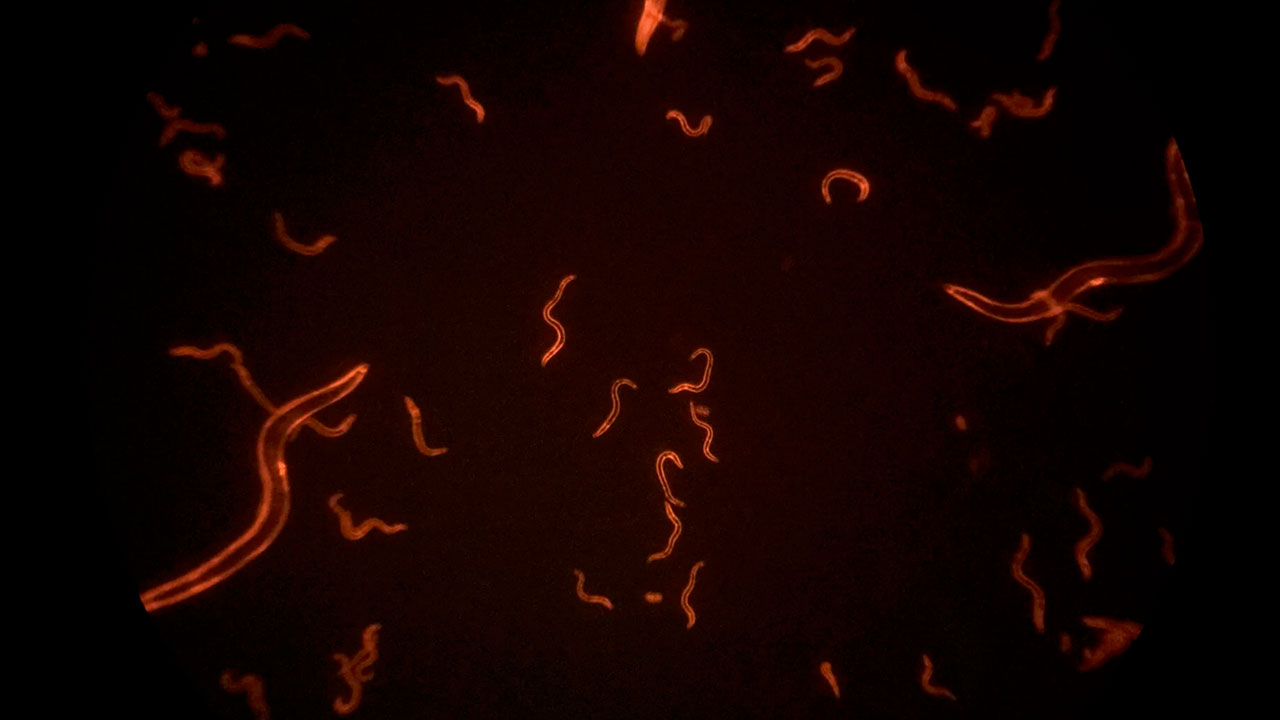 Tail Twirls of Red Fluorescent Worms