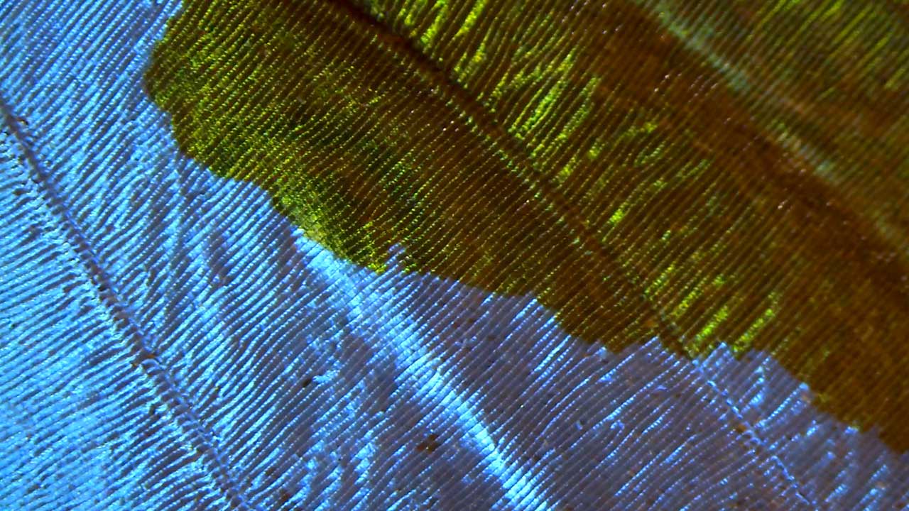A Drop of Acetone on a Blue Morpho Butterfly Wing