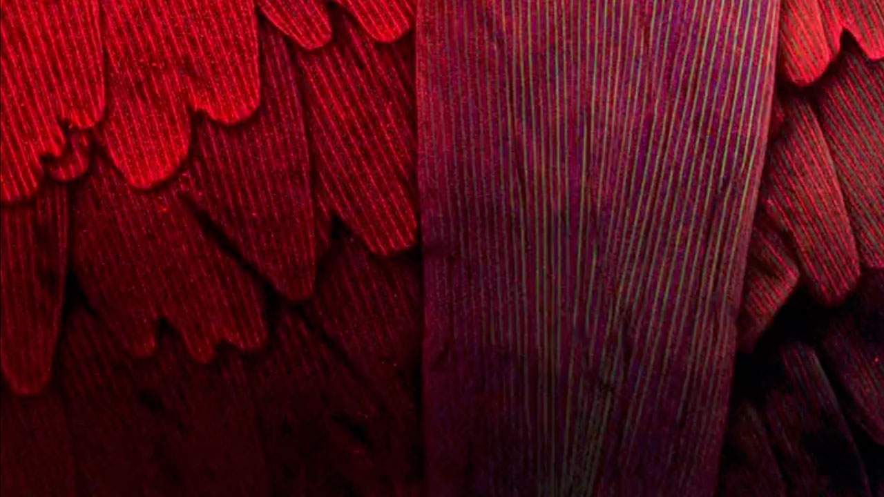 Fluorescent Butterfly Wing Scales