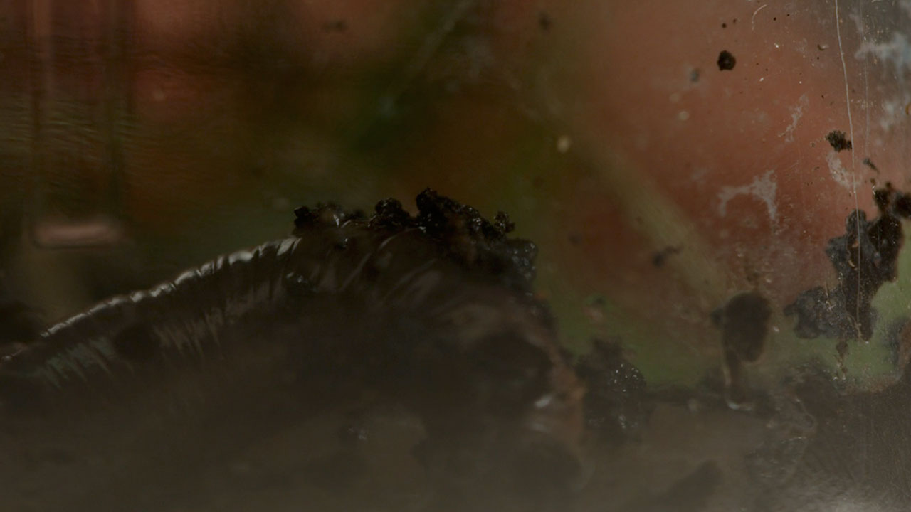 Earthworm Travels Through Fertile Soil in a Bottle