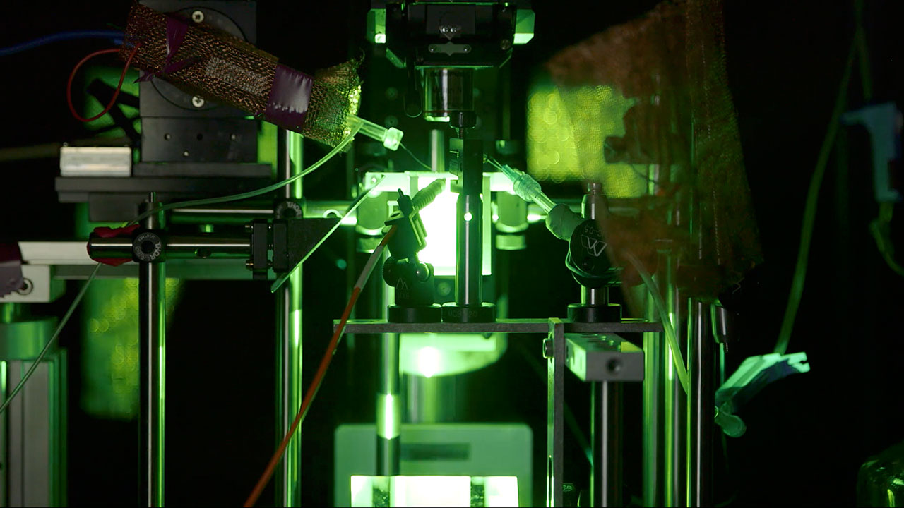 Fruit Flies Watching A Green Screen