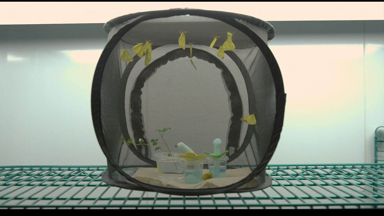 A Portable Butterfly Vivarium