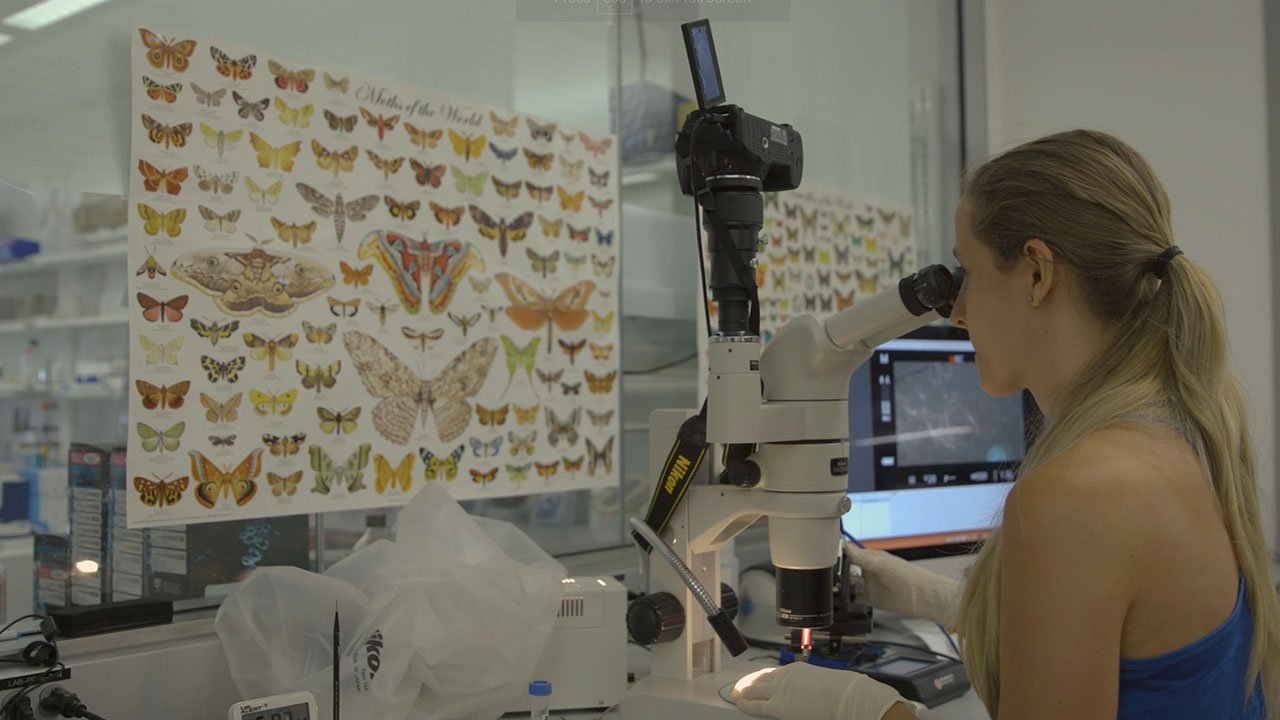 CRISPR Injection: First Steps to Modify Butterfly Wing Color and Shape