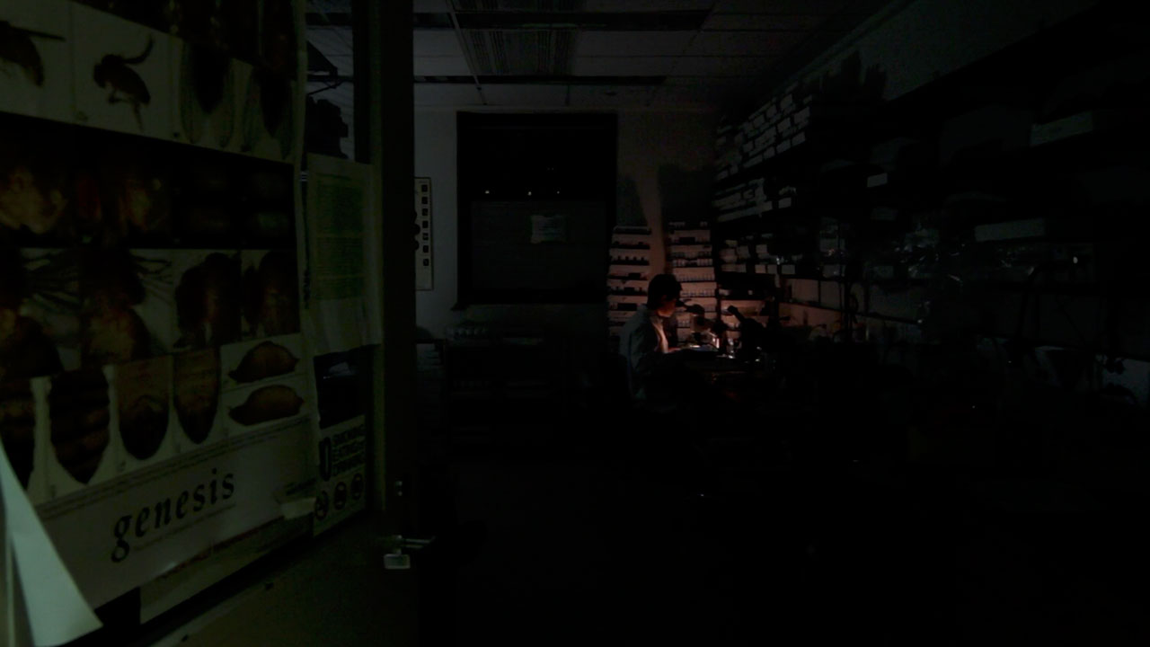 Fly Sorting in The Fly Room