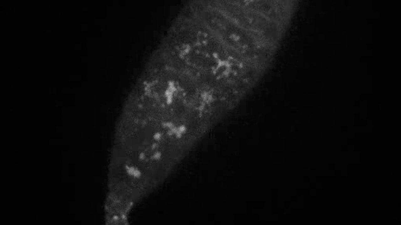 Live Imaging of Drosophila Larval Neuroblasts