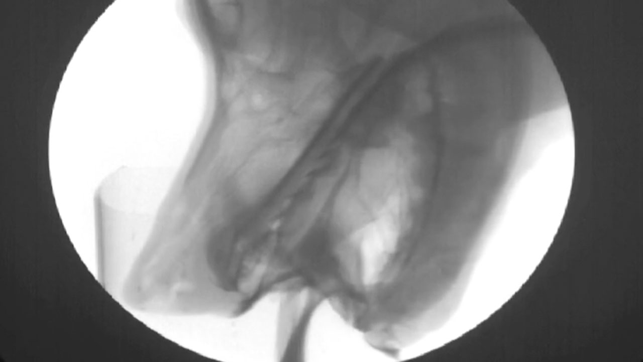 High-frame-rate X-ray camera, a cup of beef broth, and a Portuguese water dog