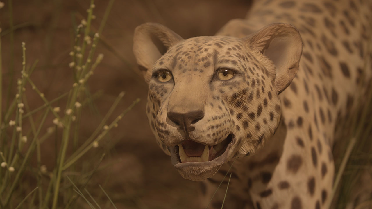 Plaster Cast Hunting Cheetah from the Emirates