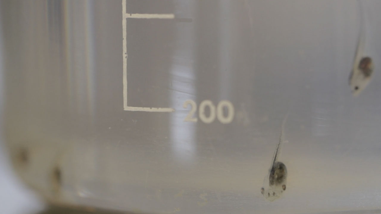 Tadpole Cinema in a Beaker