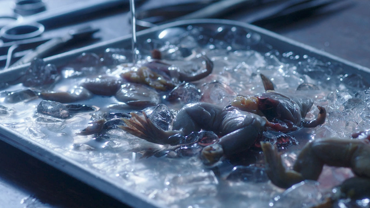 An Extremely Graphic Frog Dissection in the 1920s