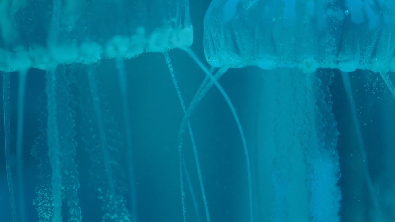 Downward-swimming Jellyfish in Blue-Tinted Aquarium Display