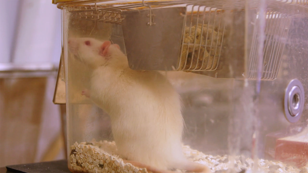 Lab Rats