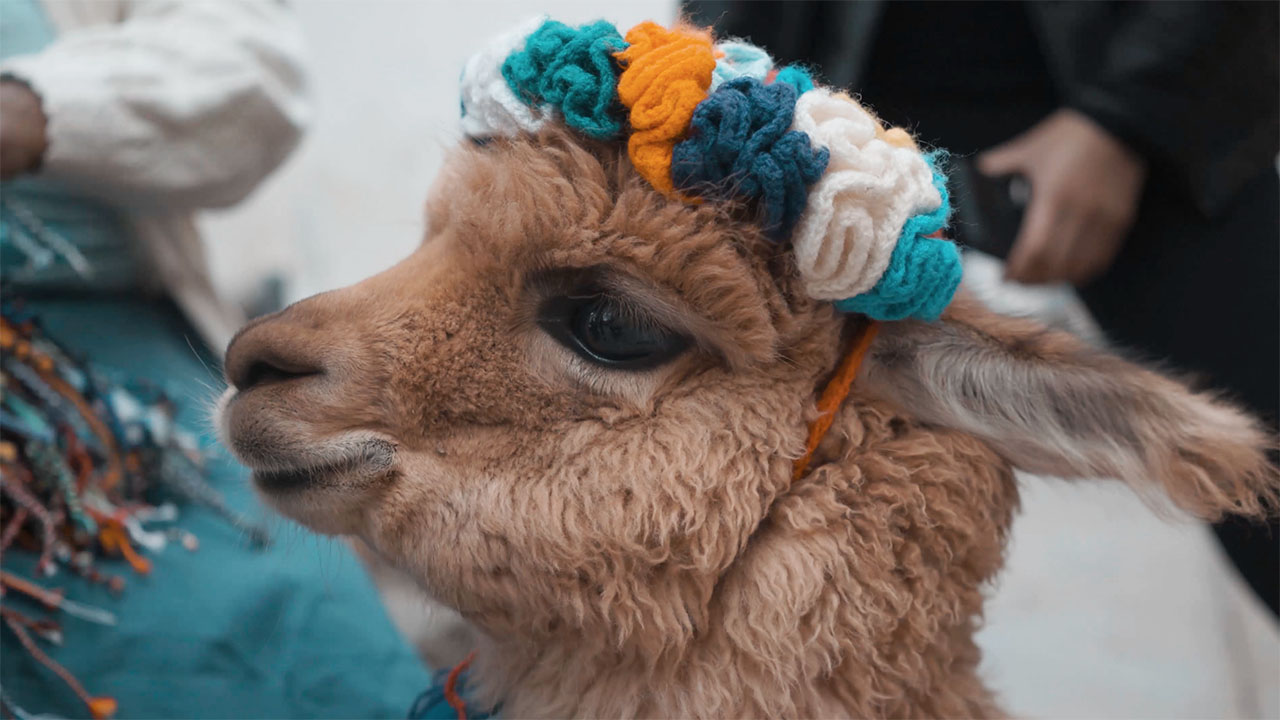 Alpaca