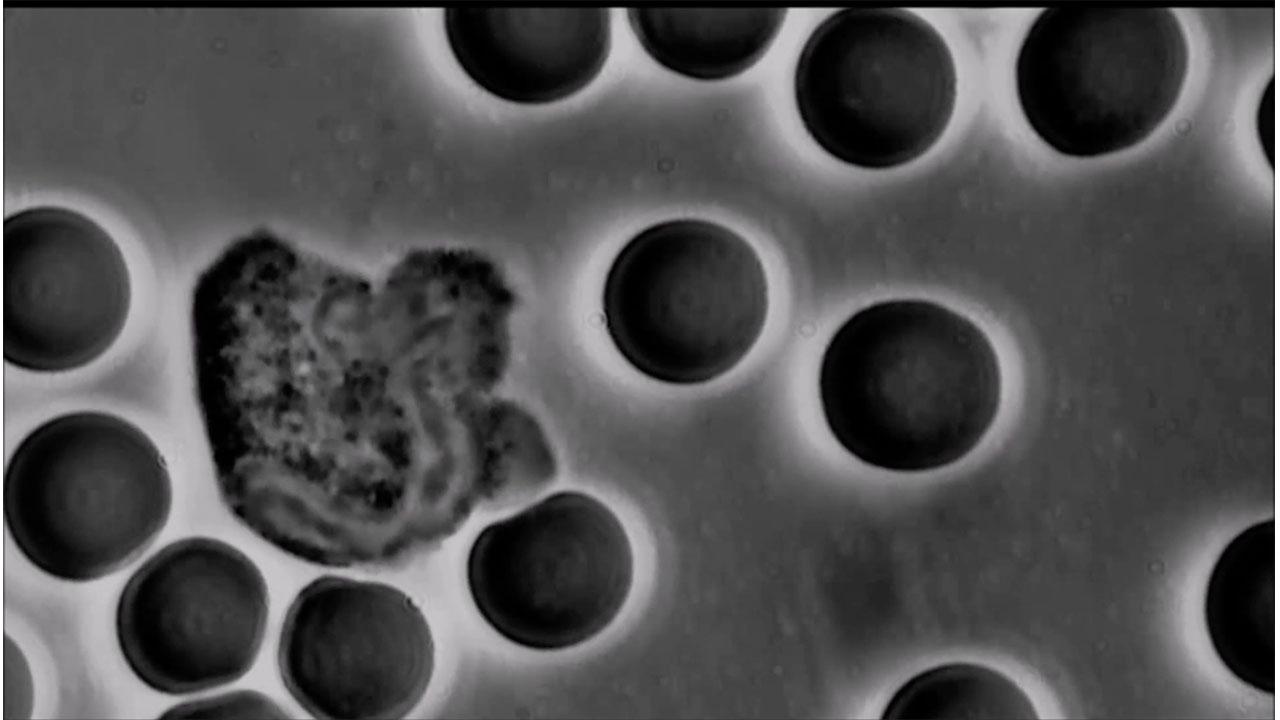 Immune cells