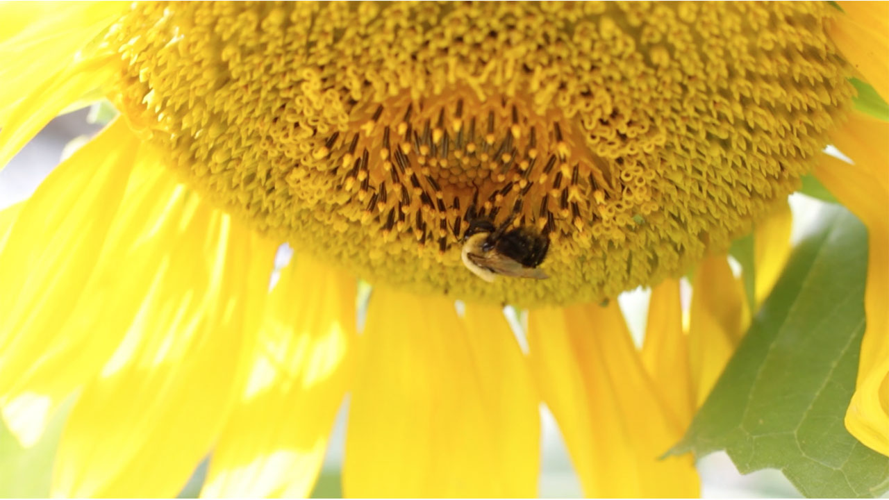 Sunflower Bees