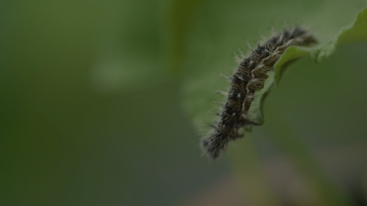 Caterpillar