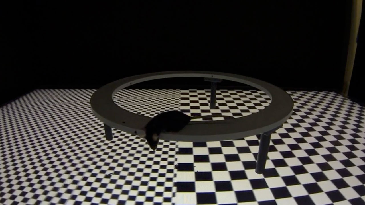 A virtual elevated maze paradigm for freely moving mice