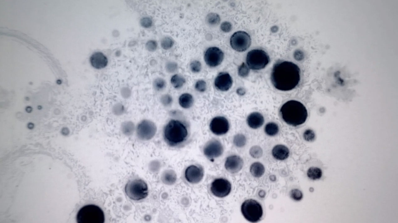 Rotating Bacteria Colonies