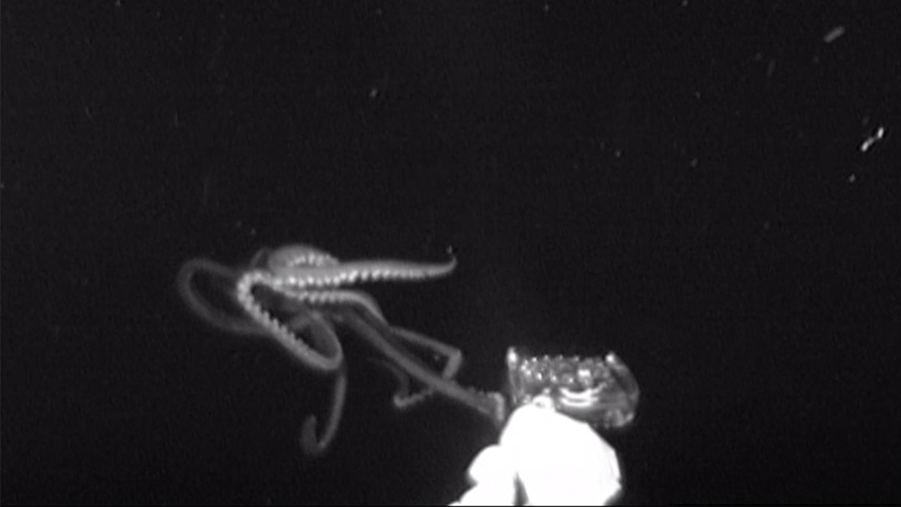 First-Ever Live Giant Squid Footage in US Waters