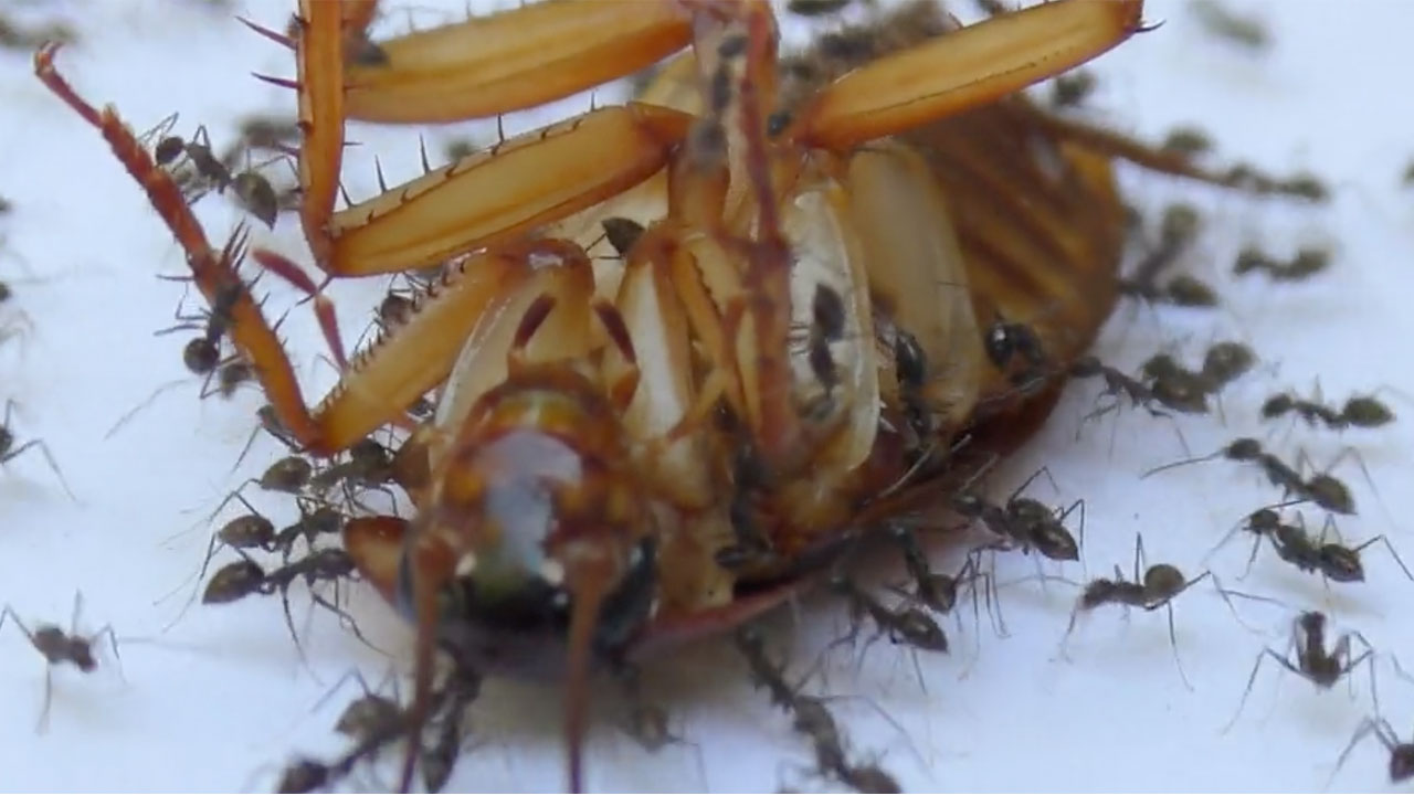 Cooperative Transport By Ants