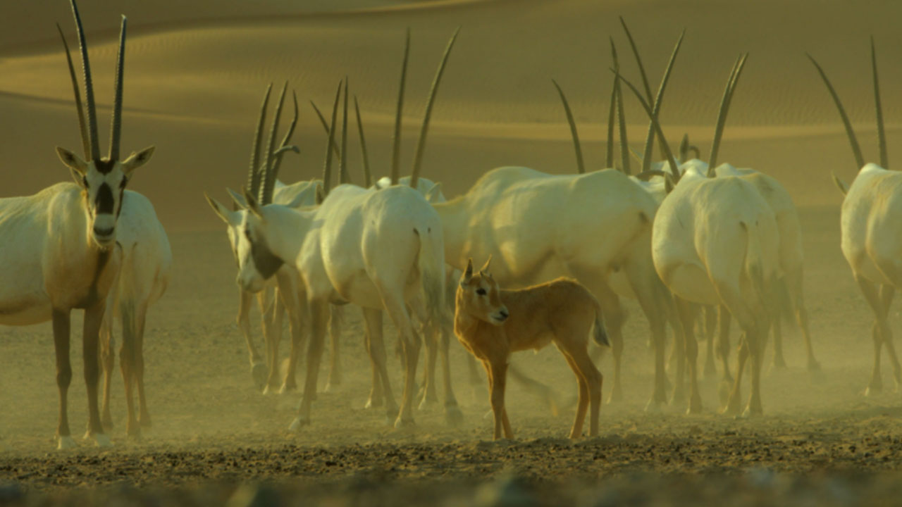 The Hurls of the Arabian "Unicorn"Oryx