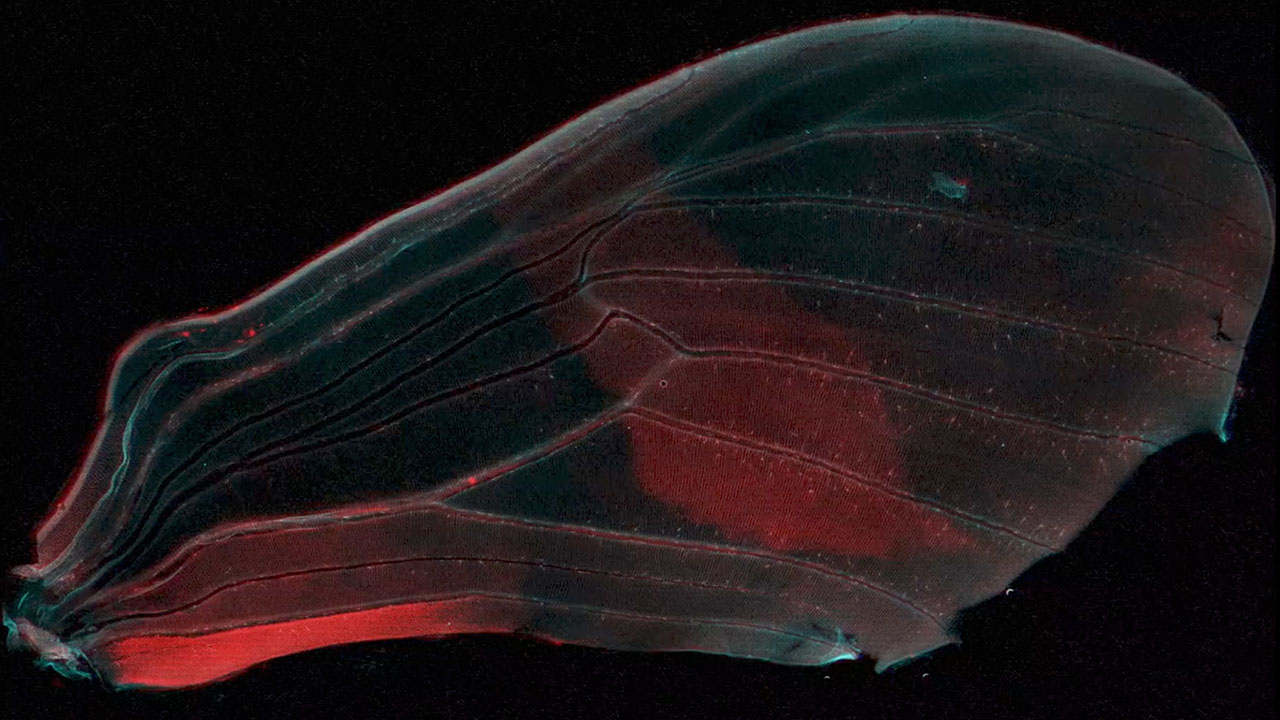 The Early Days of a Butterfly Wing