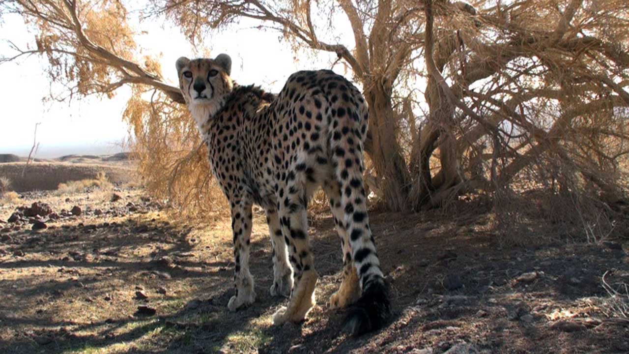In Search of the Persian Leopard and Beyond: Rare Wildlife Films of Iran