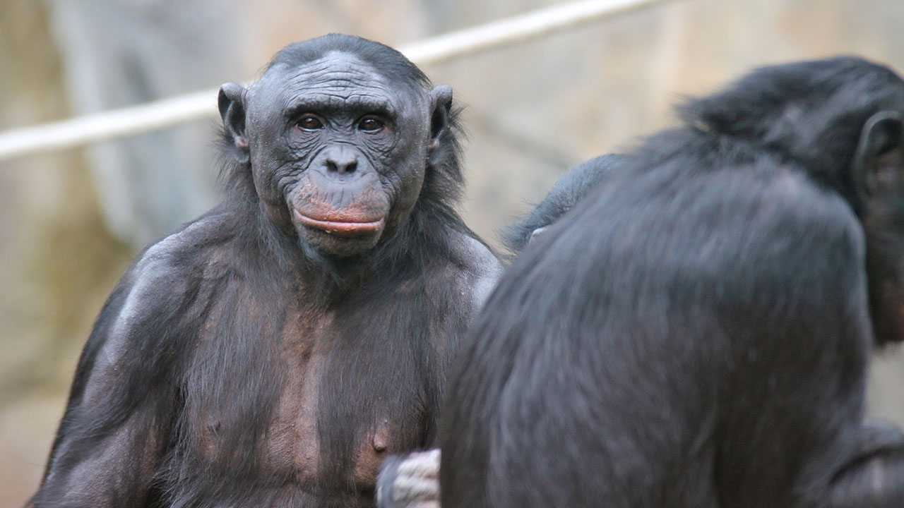 Humans Meet Chimps, Chimps Become Human?