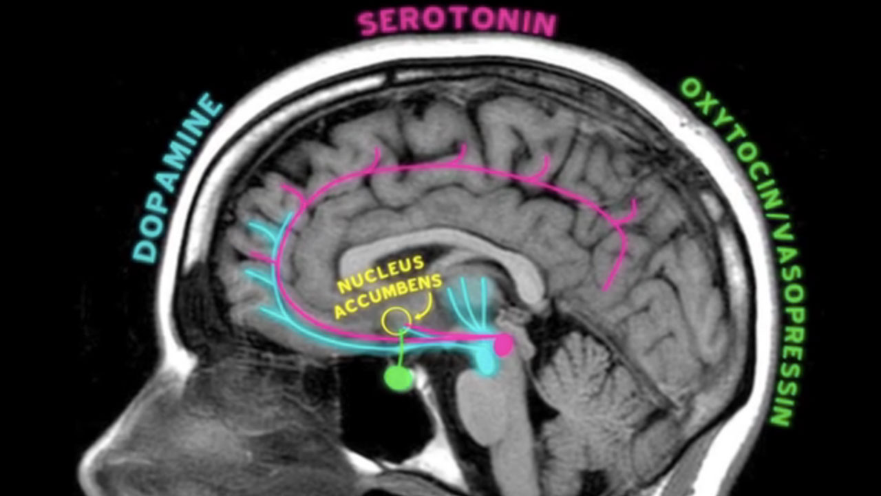 Your Brain on Emotion