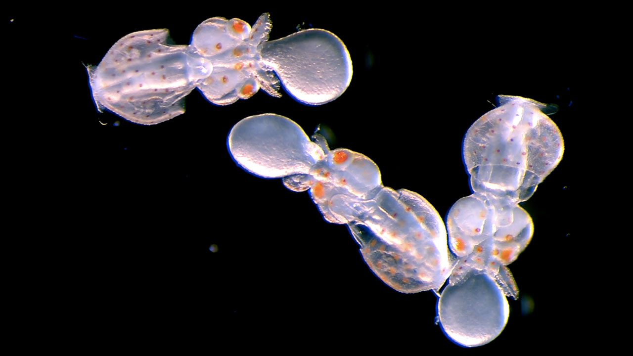 Science as Cinema: A Metamorphosis