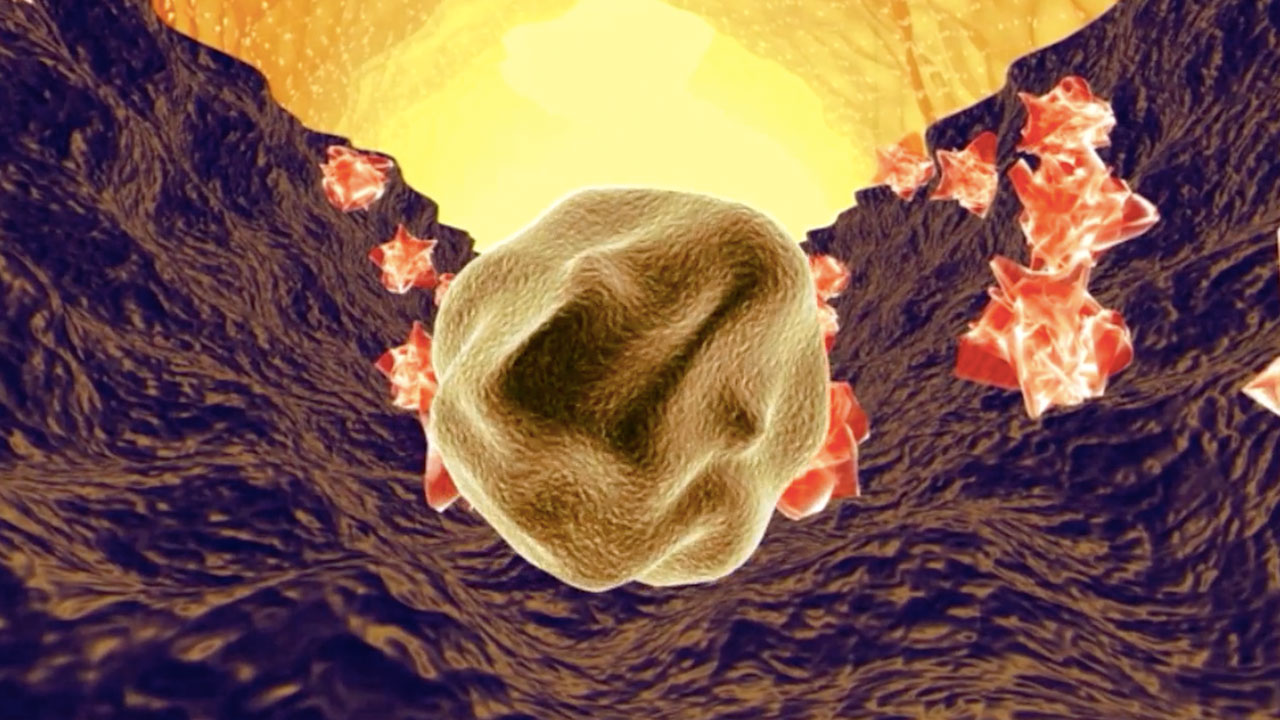 The Stem Cell: A New Protagonist Emerges