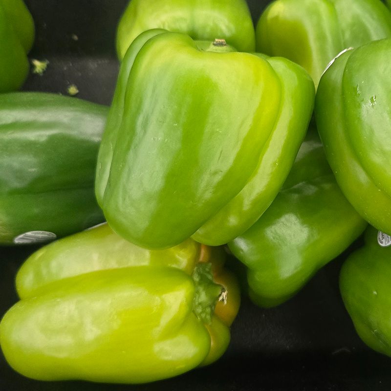 Green Bell Pepper 