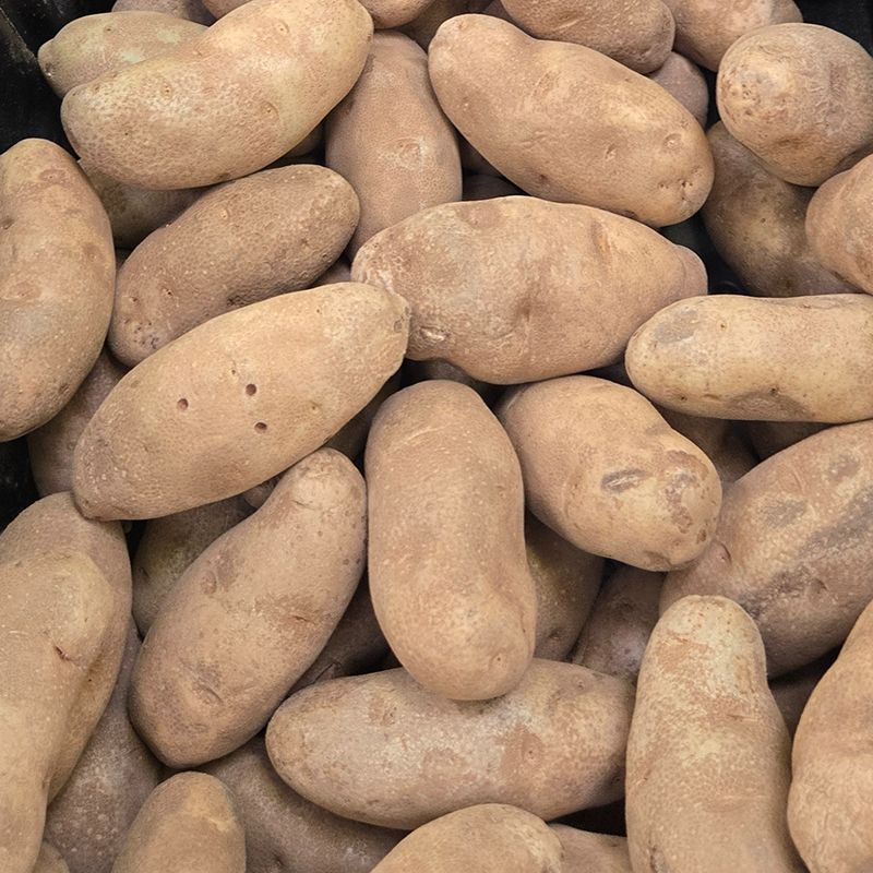 Russet Potato, Fresh 
