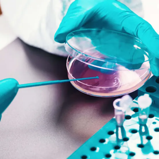 Culture & Sensitivity - Ear Swab